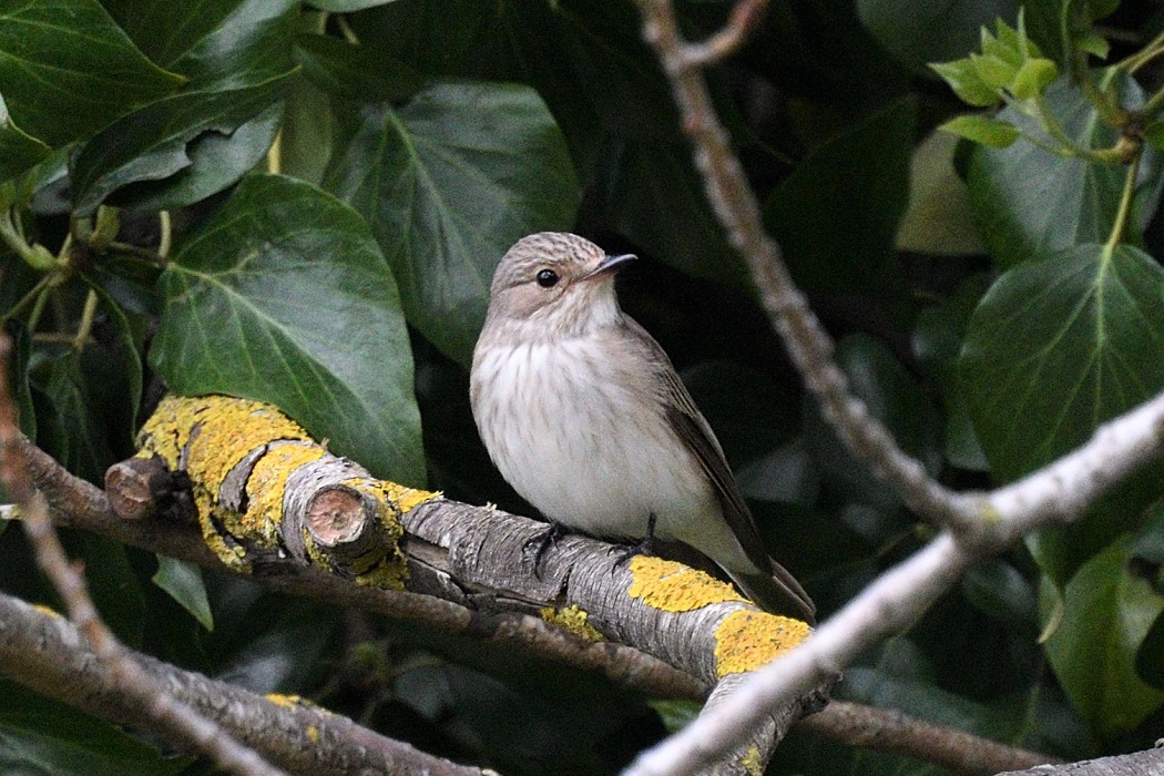 Spotted Flycatcher